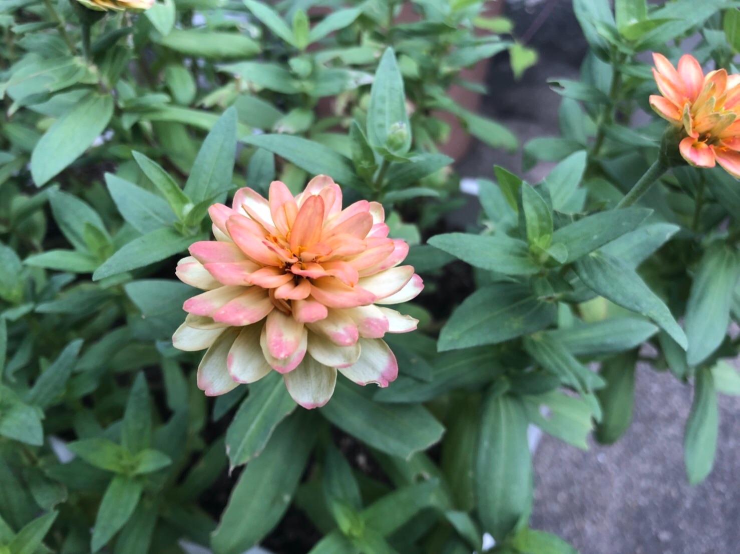 f:id:tabininjin:20210916095545j:image f:id:tabininjin:20210916095545j:image