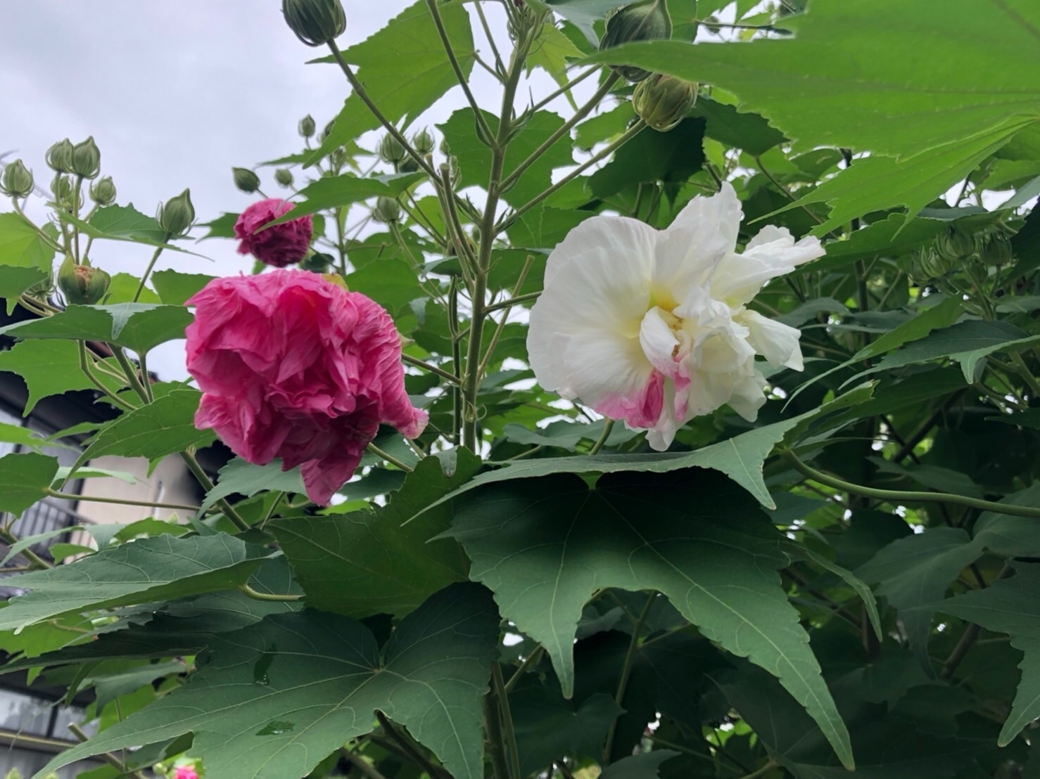 f:id:tabininjin:20210925003030j:image