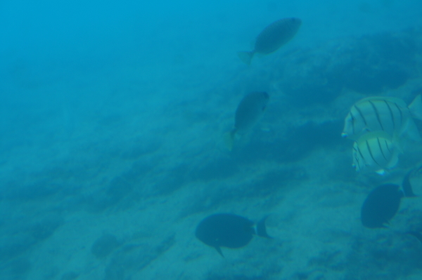 宮古島　海中公園　海中展望台