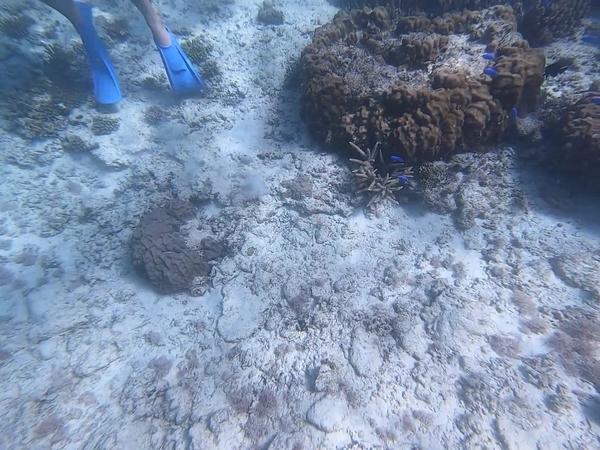瀬底島 アンチ浜 シュノーケリング