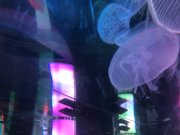 DMMかりゆし水族館 くらげ