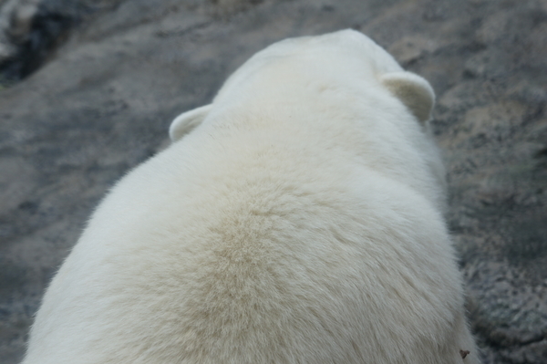 旭山動物園 白くま