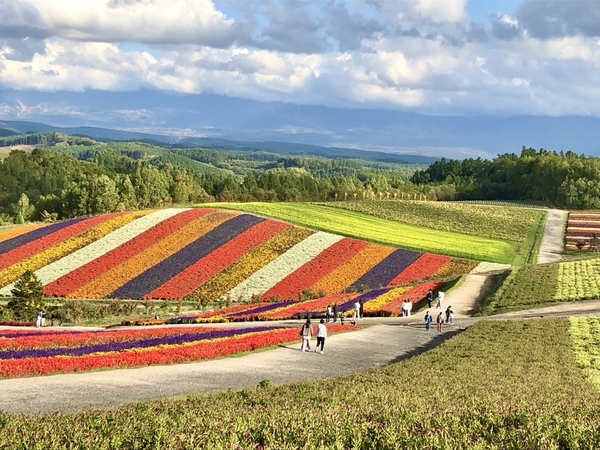 富良野 四季彩の丘 子連れ旅行