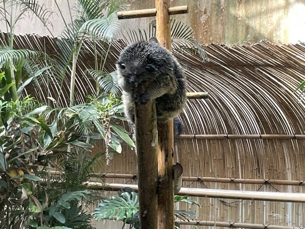 高知　のいち動物園
