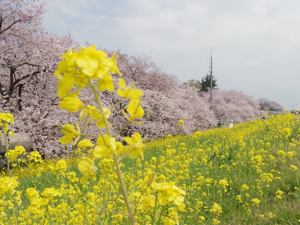 f:id:tabippurusenyou:20170323191229j:image f:id:tabippurusenyou:20170323191229j:image