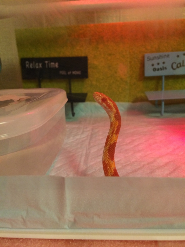 コーンスネークってね 蛇でます 旅らびっとの3匹暮らし