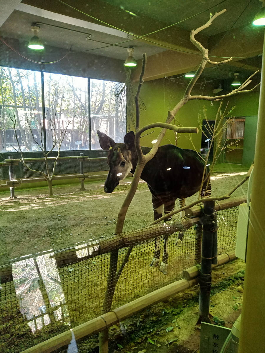 よこはま動物園ズーラシア園内ご紹介 オカピも間近で見学できました ミドル女子のお出かけ情報サイト