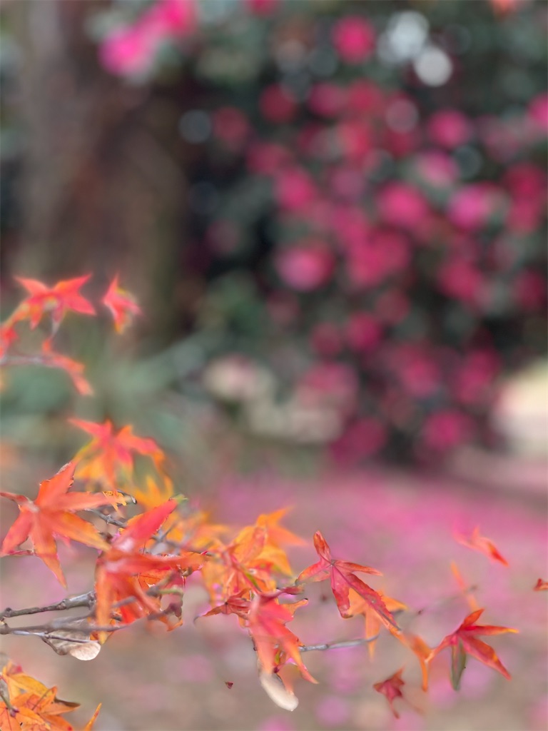 f:id:tabiryokouchang:20201215085344j:image