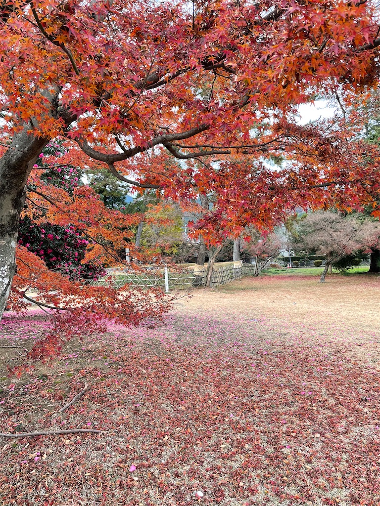 f:id:tabiryokouchang:20201215085419j:image