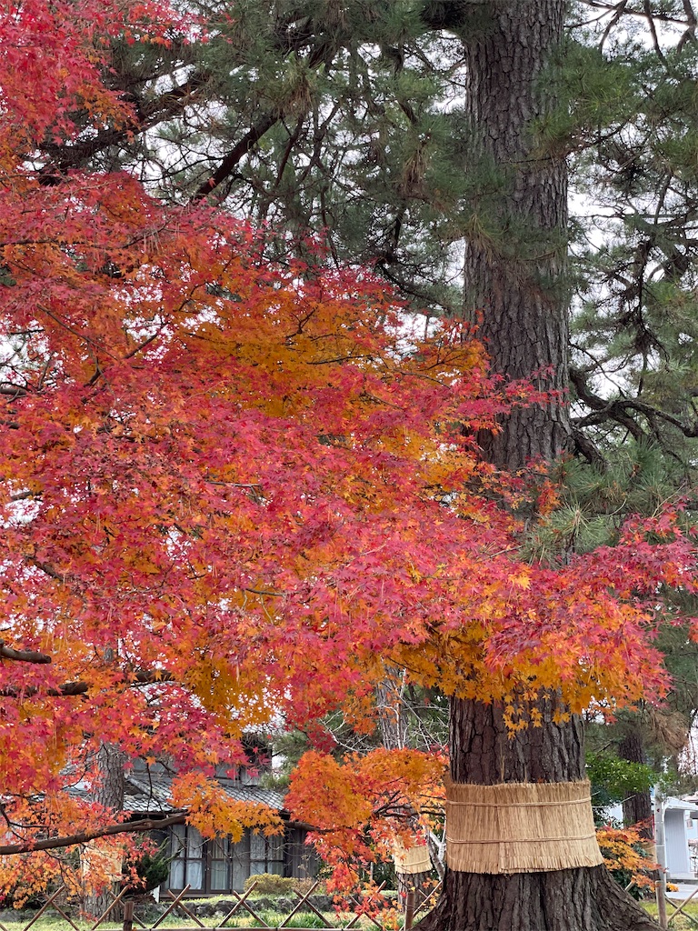 f:id:tabiryokouchang:20201215091105j:image