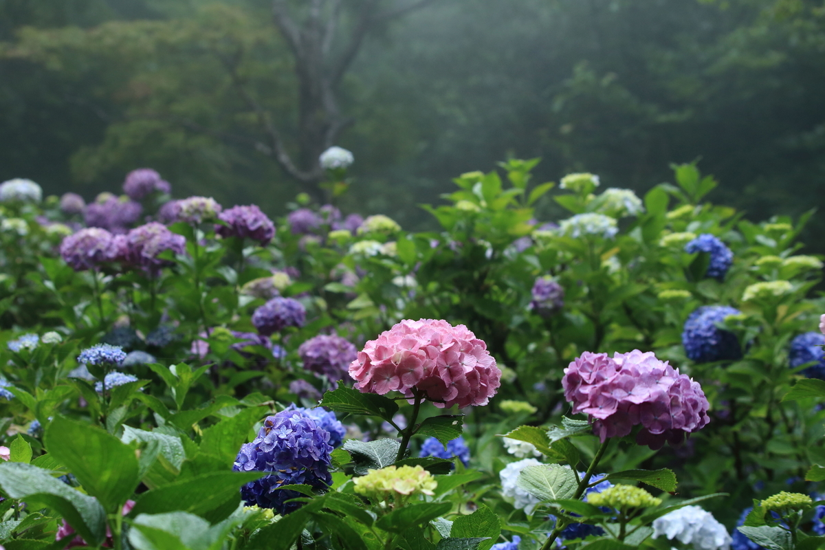 f:id:tabisanjin1:20200630120902j:plain f:id:tabisanjin1:20200630120902j:plain
