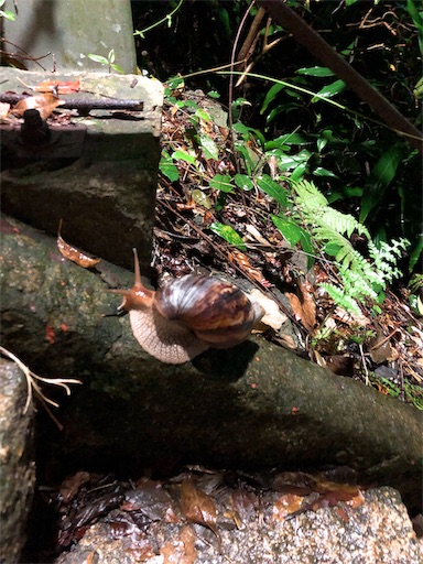 f:id:tabisin:20191127005159j:image