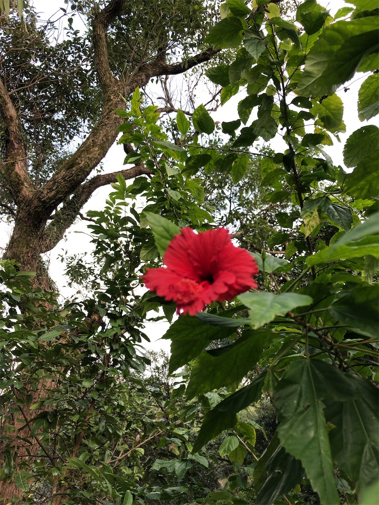 f:id:tabisin:20191216220141j:image
