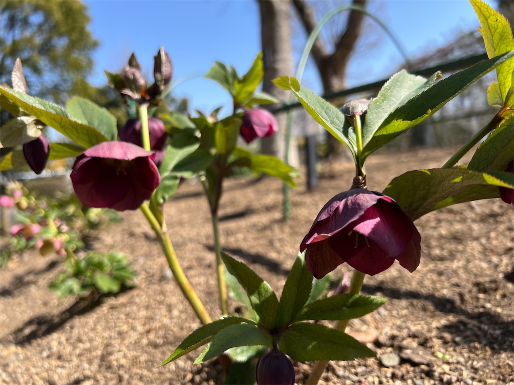 f:id:tabisin:20240316205405j:image