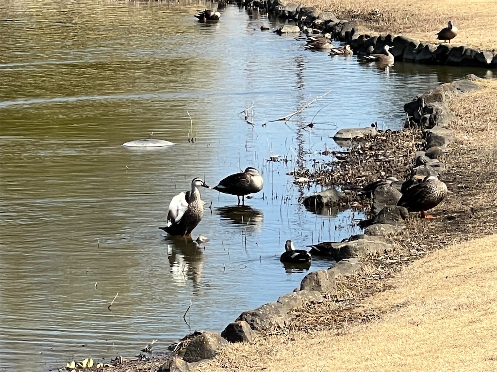 f:id:tabisin:20240316205427j:image