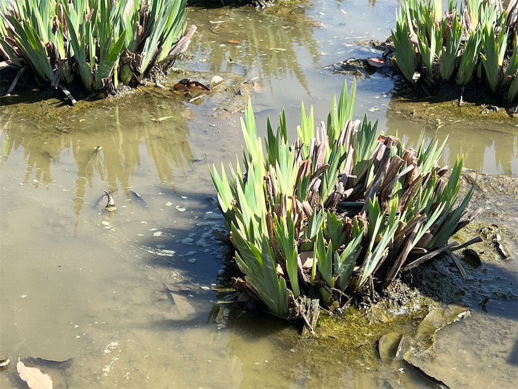 f:id:tabisin:20240316205453j:image