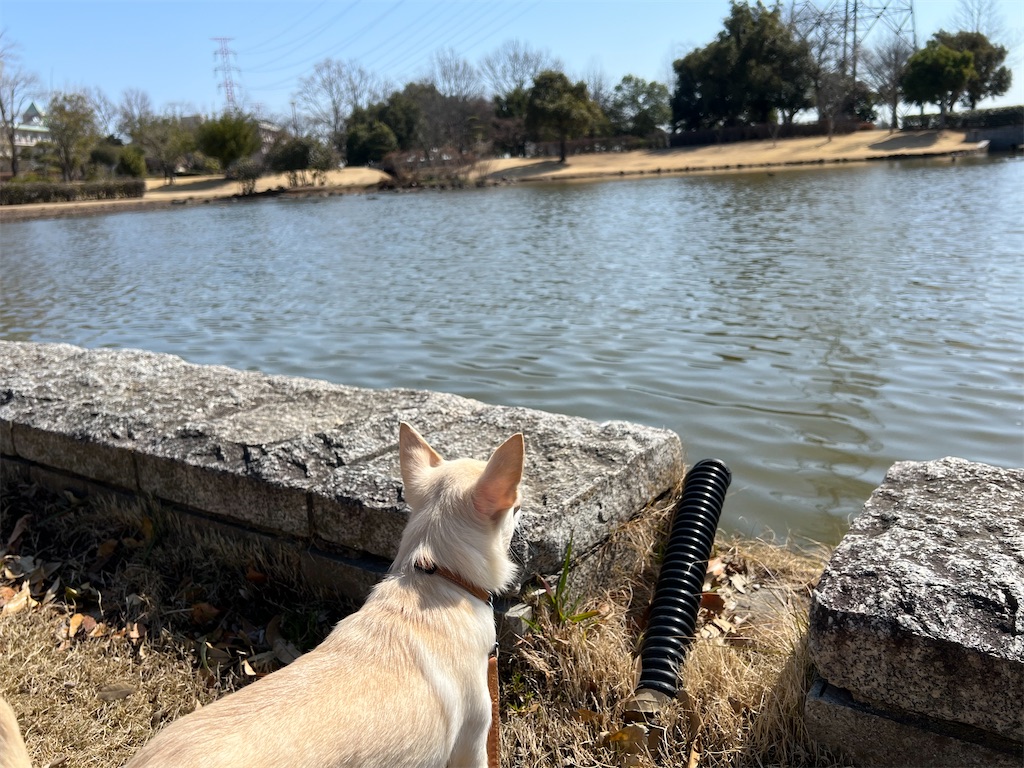 f:id:tabisin:20240316205514j:image