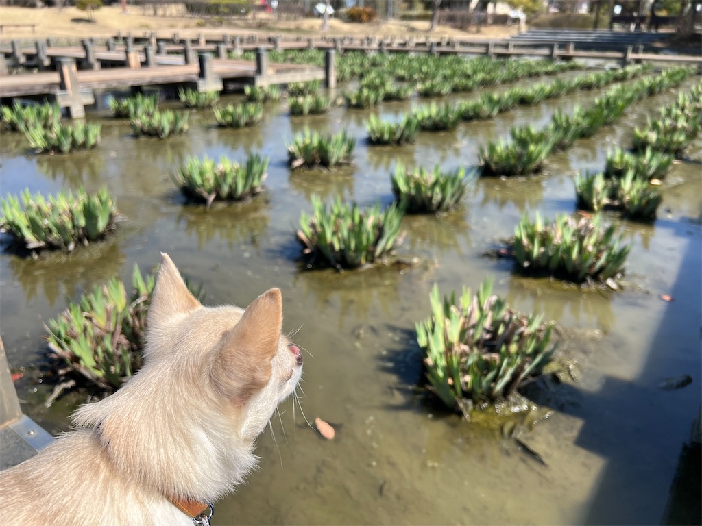 f:id:tabisin:20240316205518j:image