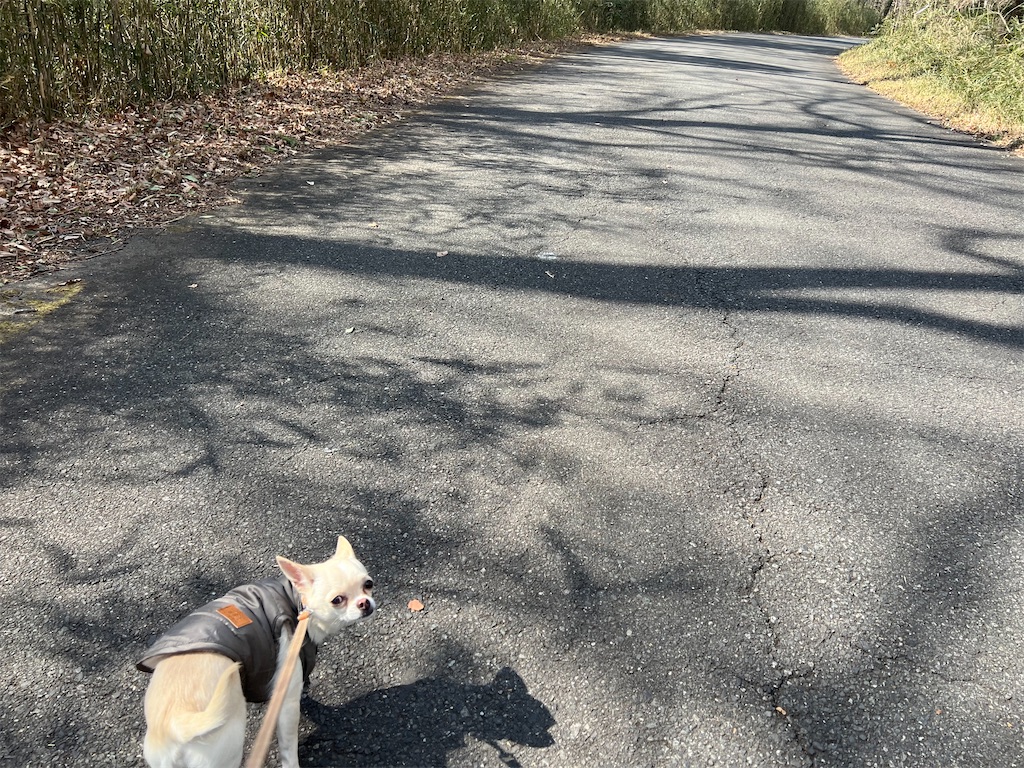 f:id:tabisin:20240324210203j:image