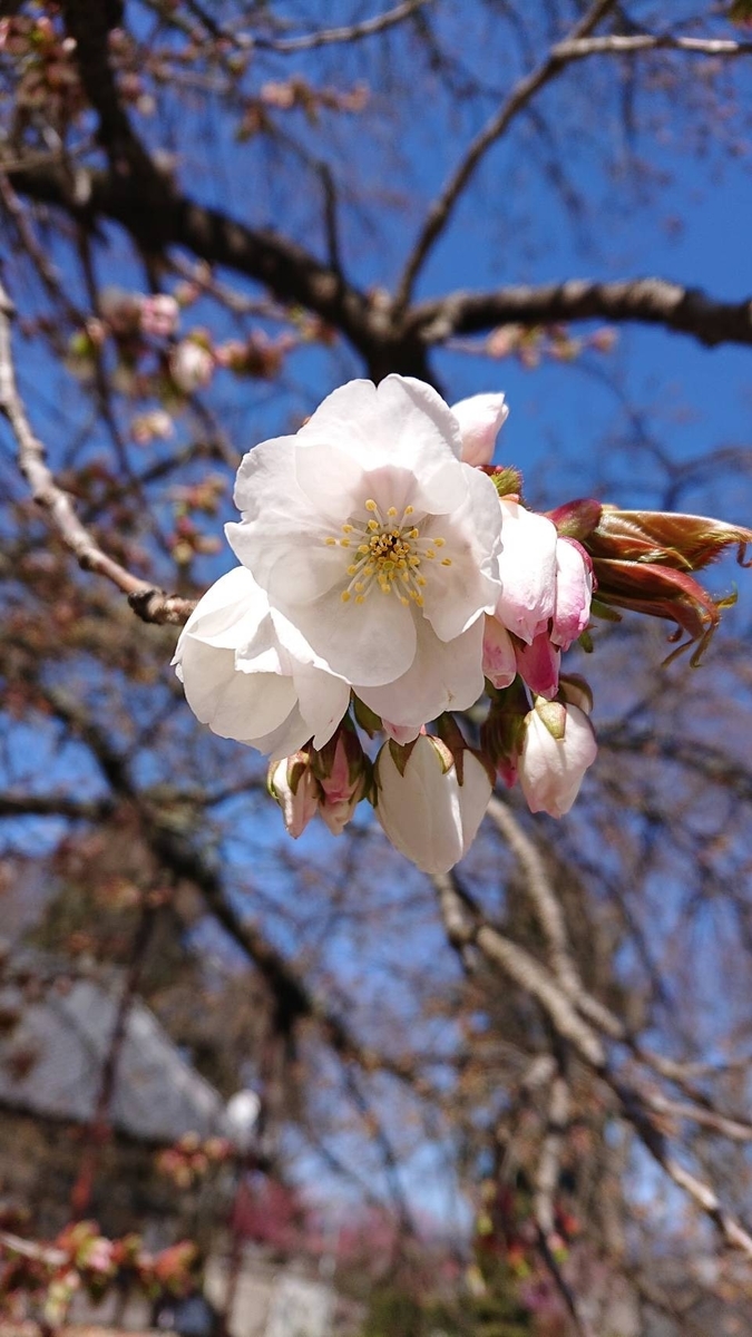 f:id:tabisuruzensou:20200415173907j:plain f:id:tabisuruzensou:20200415173907j:plain