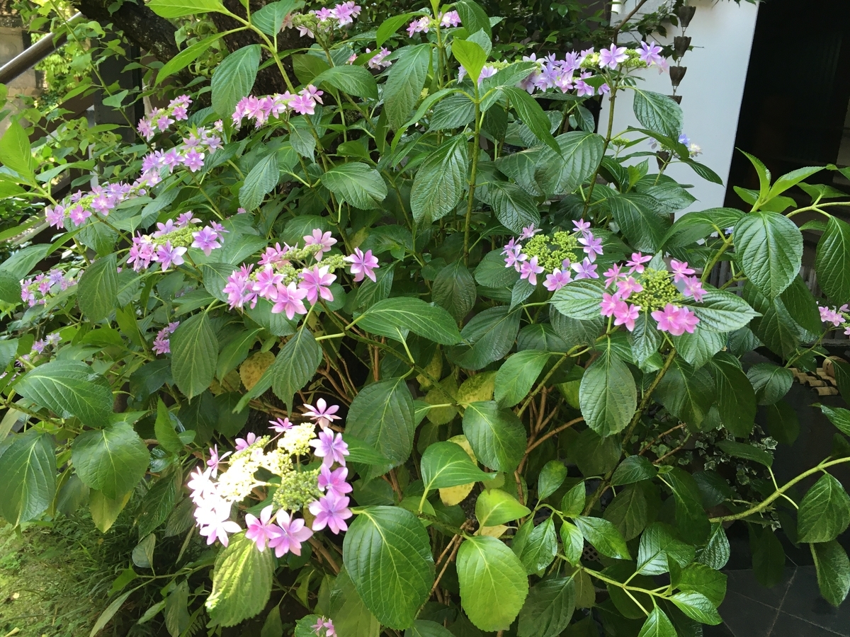 f:id:tabisuruzensou:20200617142611j:plain f:id:tabisuruzensou:20200617142611j:plain