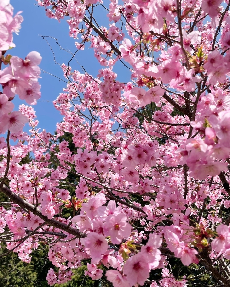 f:id:tabisuruzensou:20220413091329j:plain