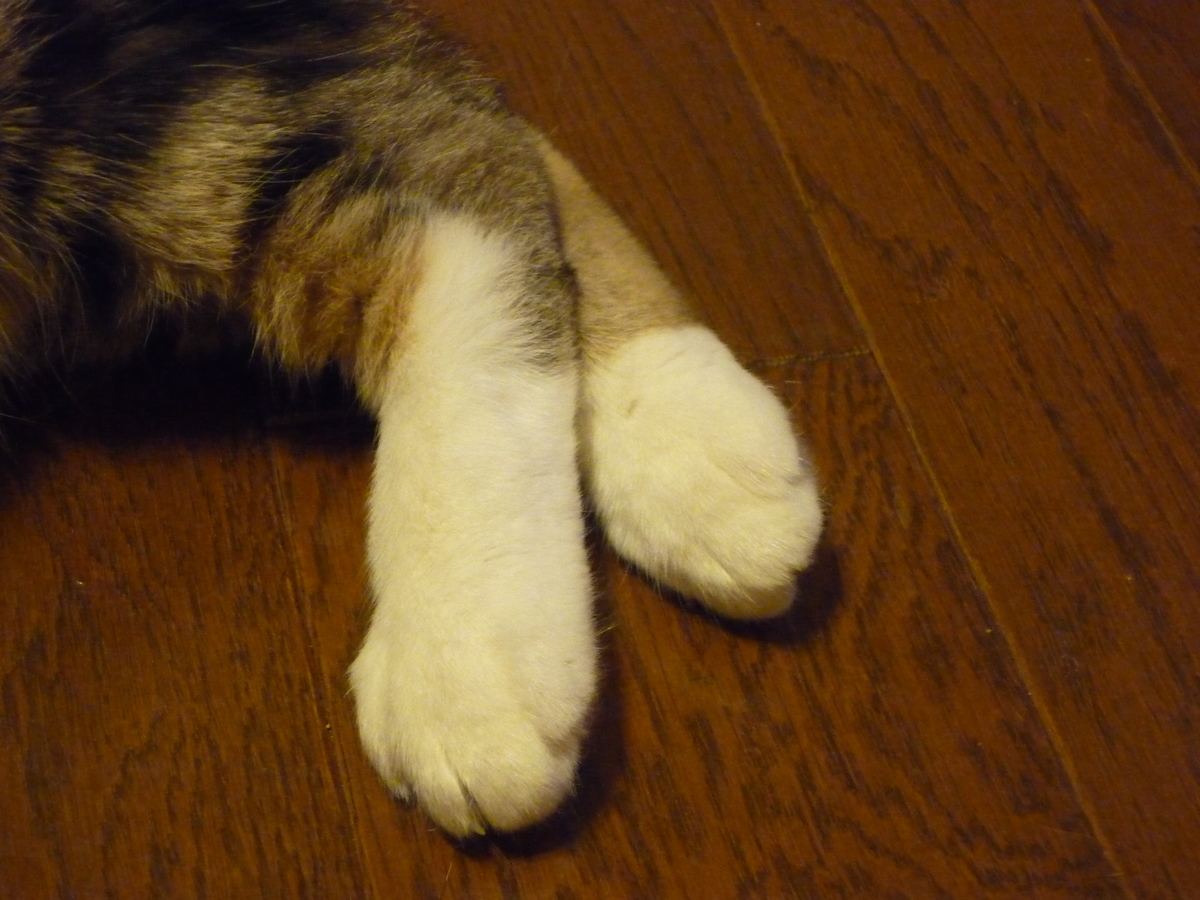 f:id:tabitogurume:20190701000218j:plain