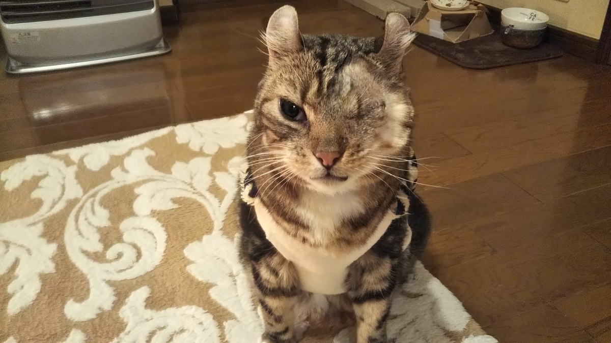左目を摘出した猫 抜糸しました ワンピースのあのキャラみたい 名古屋発 旅行 食べ歩き 猫ブログ