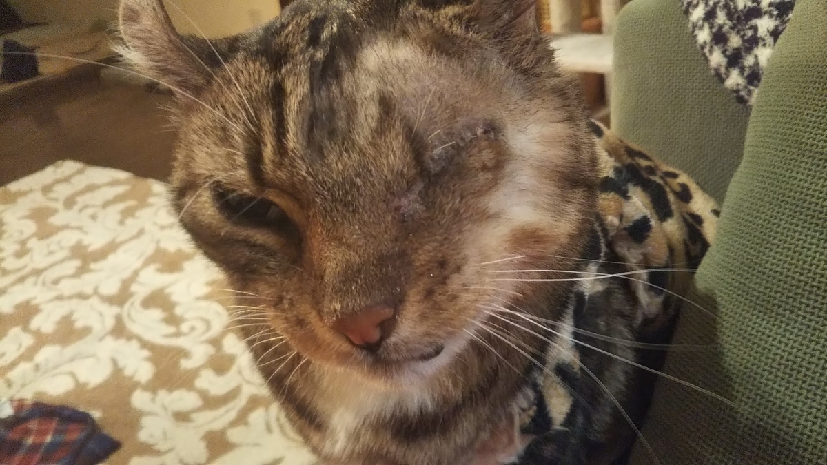 左目を摘出した猫 抜糸しました ワンピースのあのキャラみたい 名古屋発 旅行 食べ歩き 猫ブログ