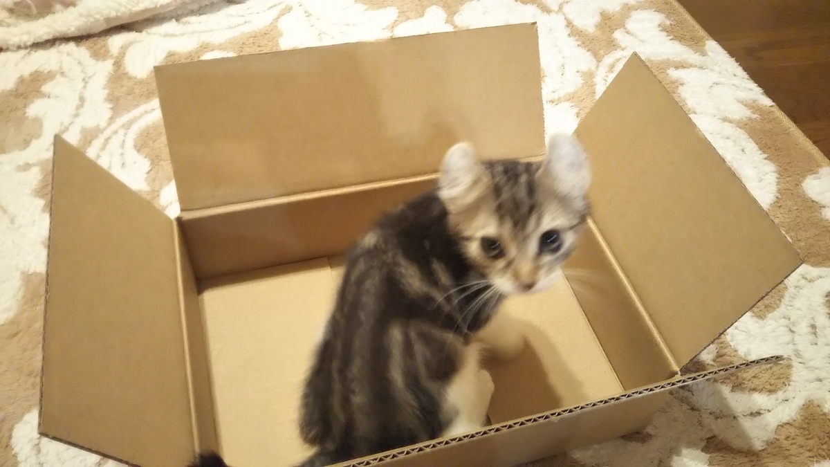 猫ブログ_初チュールu0026初ダンボール #アメリカンカール - 名古屋発 旅行 
