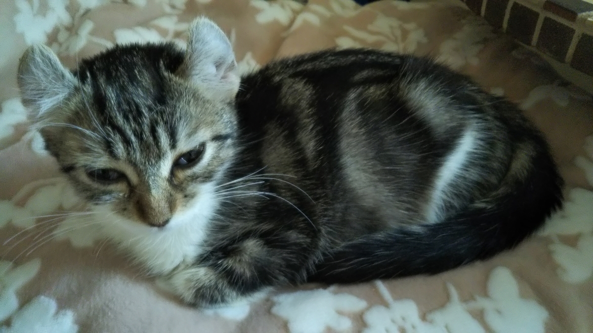 猫ブログ_衝撃の重病 FIP #アメリカンカール - 名古屋発 旅行☆食べ 