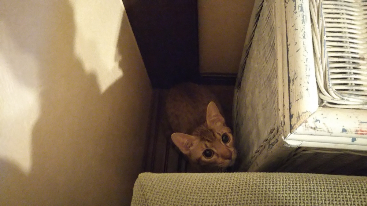 f:id:tabitogurume:20201206135657j:plain