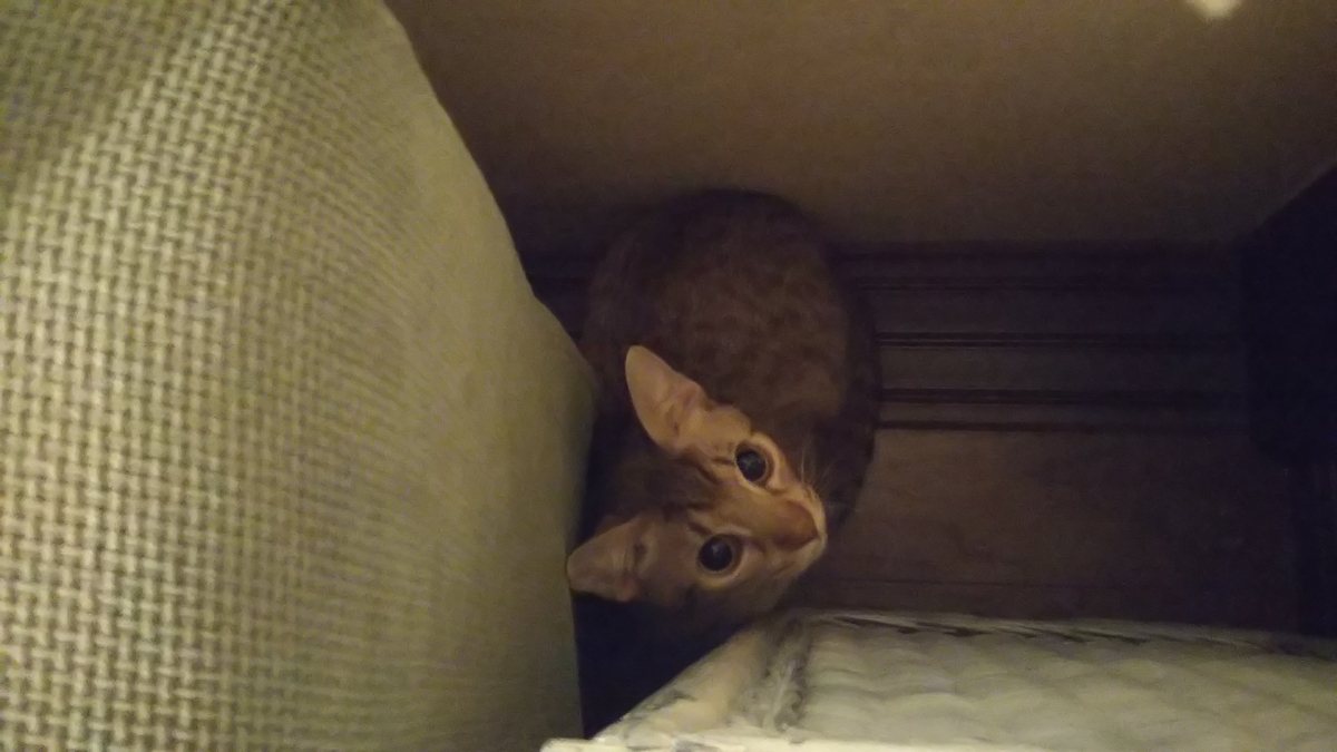 f:id:tabitogurume:20201206135732j:plain