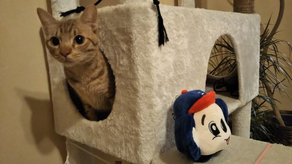 猫ブログ ドアラvsオシキャット オシキャット 名古屋発 旅行 食べ歩き 猫ブログ 猫ブログ ドアラvsオシキャット オシキャット 名古屋発 旅行 食べ歩き 猫ブログ