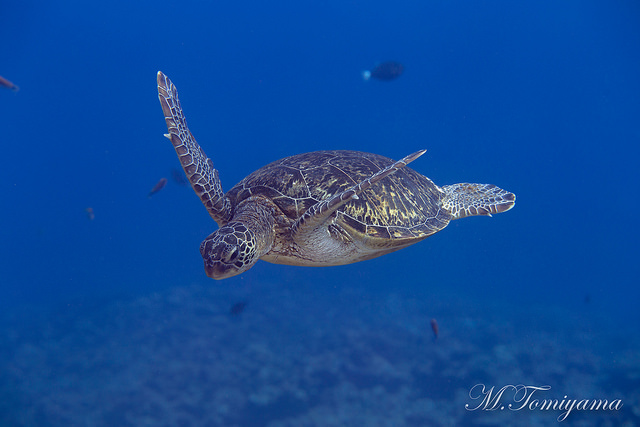 f:id:tabitoneko:20171010014004j:plain