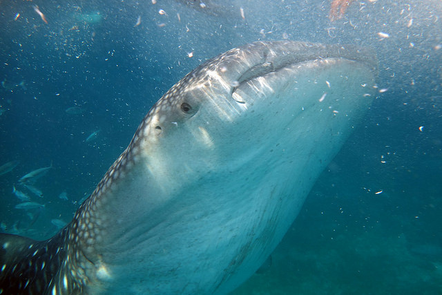 f:id:tabitoneko:20171029181244j:plain f:id:tabitoneko:20171029181244j:plain