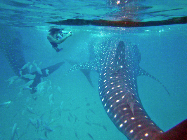 f:id:tabitoneko:20171104173958j:plain f:id:tabitoneko:20171104173958j:plain