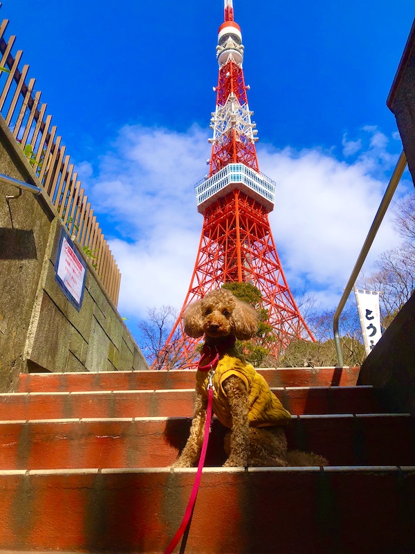 東京タワー 犬ng東京タワーを愛犬と楽しむ方法 おすすめ撮影スポットまとめ 増上寺 芝公園 御成門 愛犬と旅行に出かけよう 旅ワン Com