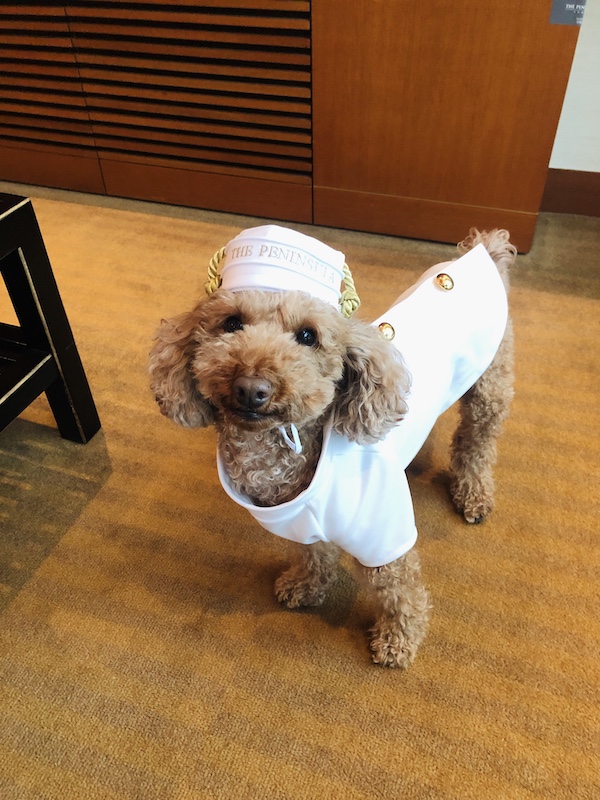 f:id:tabiwan:20201030185742j:plain f:id:tabiwan:20201030185742j:plain