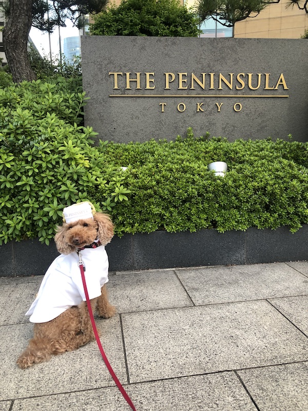 f:id:tabiwan:20201031002133j:plain f:id:tabiwan:20201031002133j:plain