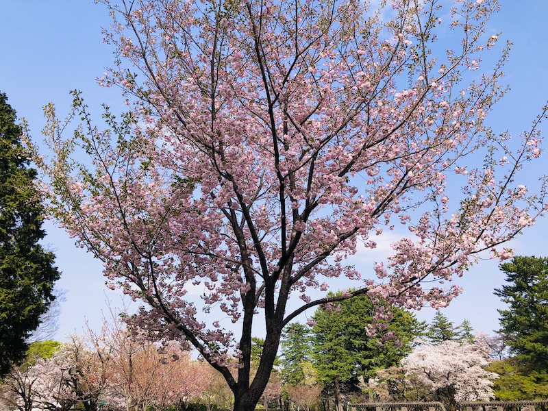 f:id:tabiwan:20210401222845j:plain