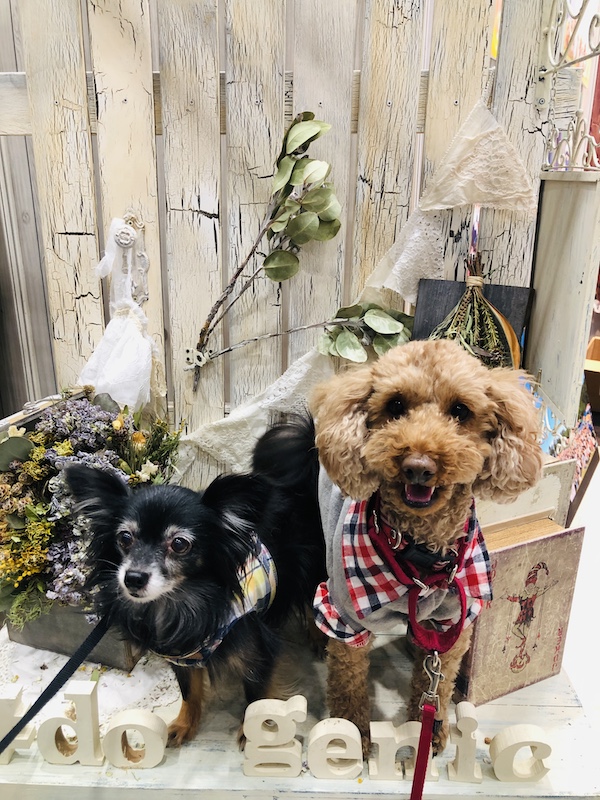 f:id:tabiwan:20210508184947j:plain