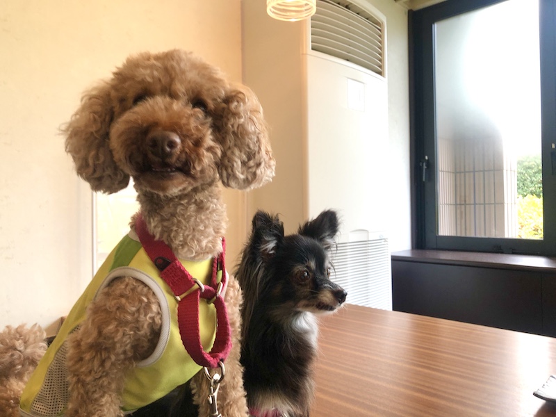 f:id:tabiwan:20210816130348j:plain