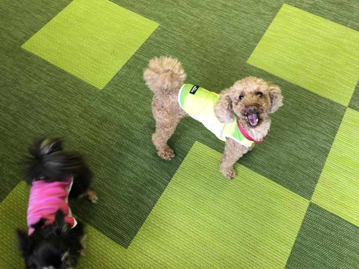 f:id:tabiwan:20210816130724j:plain