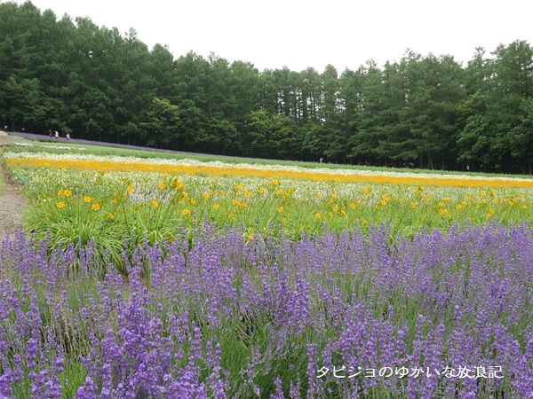 北海道 / 富良野】富良野の夏の風物詩、ラベンダーの季節がやってき