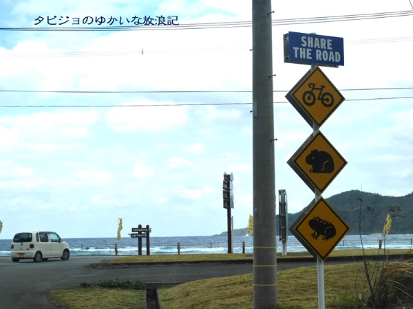 奄美大島】旅立ち前夜の偶然がくれた、アマミノクロウサギとの出会い