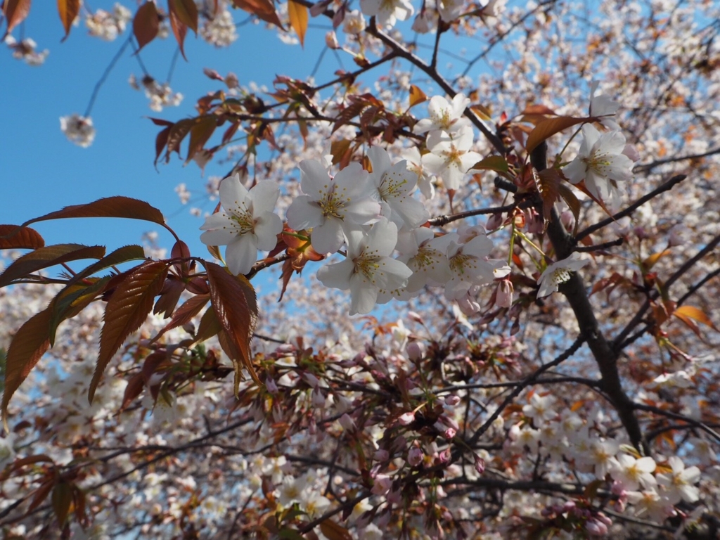 f:id:tablet8:20170408110215j:plain