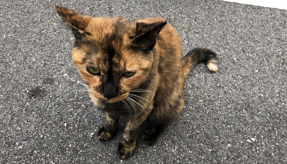 f:id:tableturning:20191024205000p:plain f:id:tableturning:20191024205000p:plain