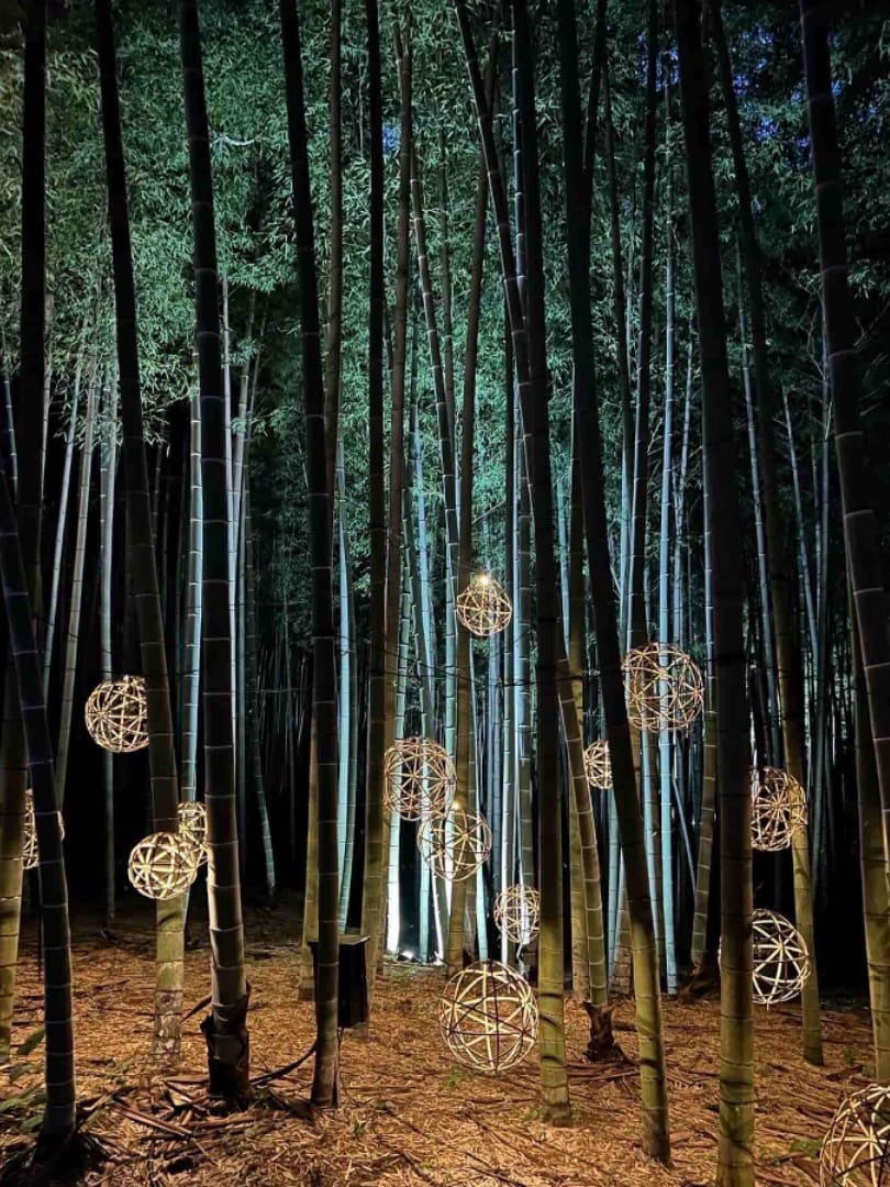 若竹の杜 ライトアップ
