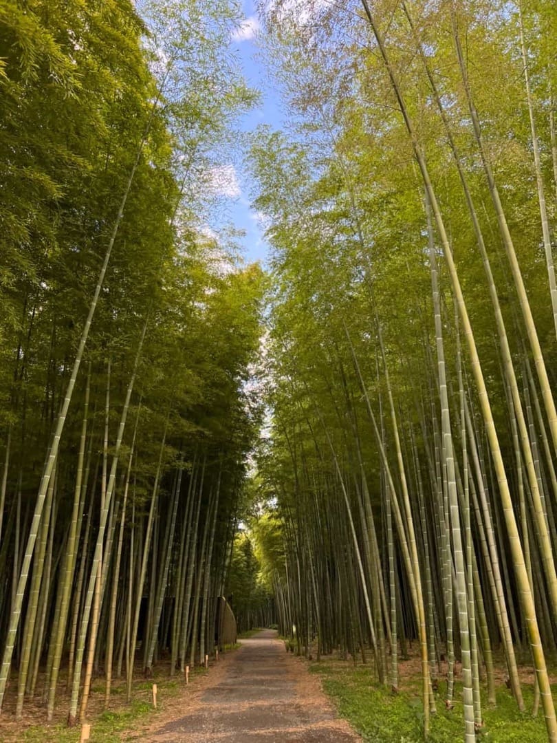 若竹の杜 若山農場